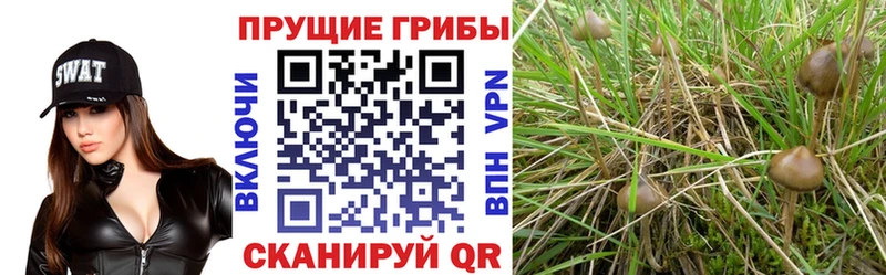 сколько стоит  Боготол  Псилоцибиновые грибы мицелий 